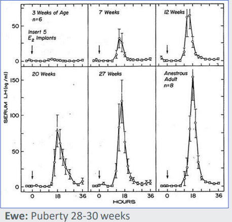<p>Female: Oestradiol (E2) feedback can be positive (Surge Centre) and negative (Tonic Centre)</p><p></p><p>Experiment:</p><p>• Ovariectomised (no endogenous E2)</p><p>• Subcutaneous E2 implant</p><p>Conclusion: <span style="color: purple;">Surge Centre is highly sensitive to positive E2 feedback from an early age</span></p><p>BUT:<span style="color: purple;"> Pre-pubertal lambs don’t ovulate because their inactive ovaries fail to produce sufficient E2.</span></p><p>During puberty:</p><p>• Tonic centre becomes less sensitive to negative E2 feedback.</p><p>• At low [E2] (pre-pubertal), negative feedback is strong</p><p>• As negative feedback decreases, increased GnRH pulse frequency stimulates ovarian function</p>