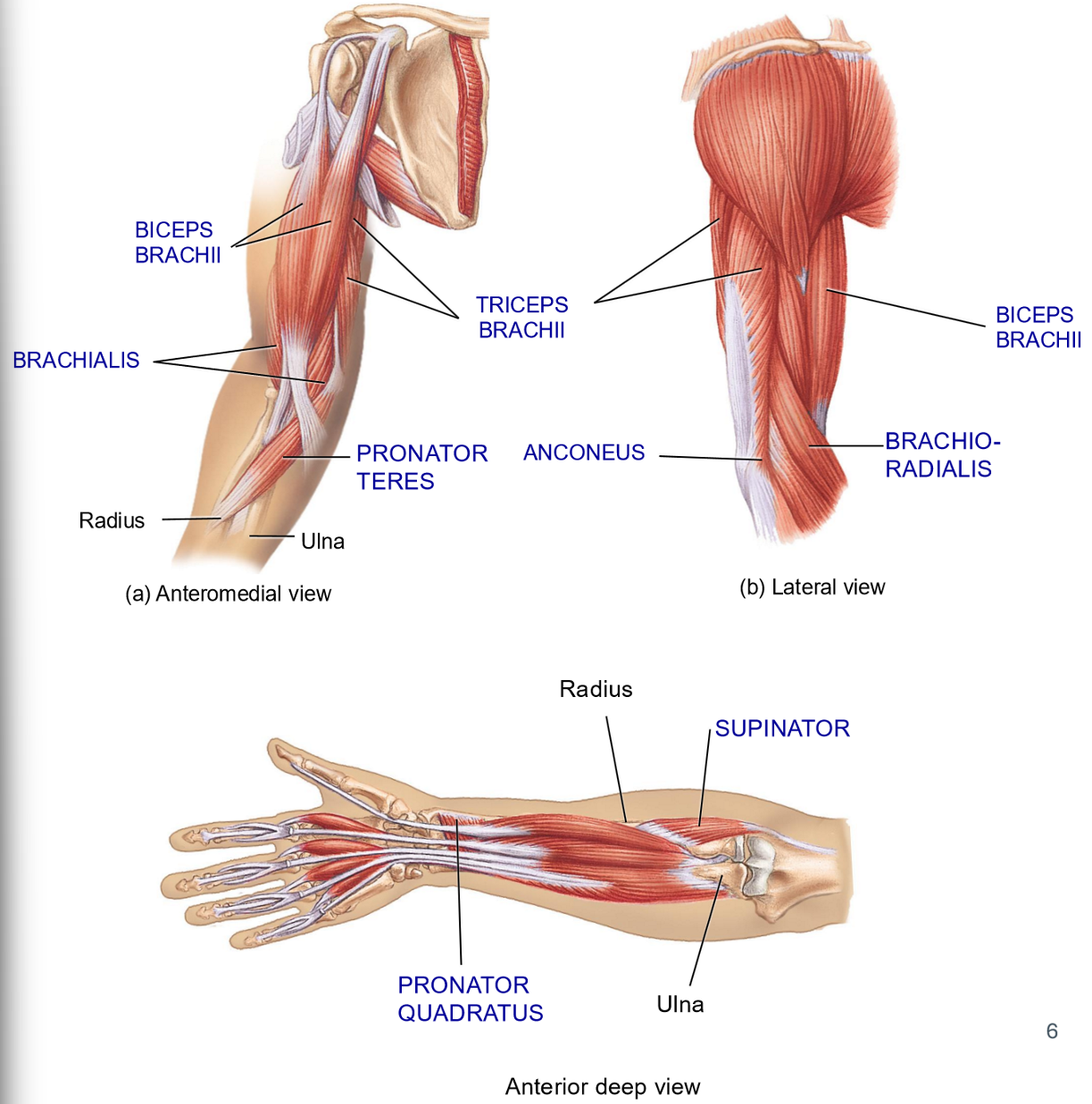 <p>Name the 3 Forearm <strong>Flexors</strong> </p>