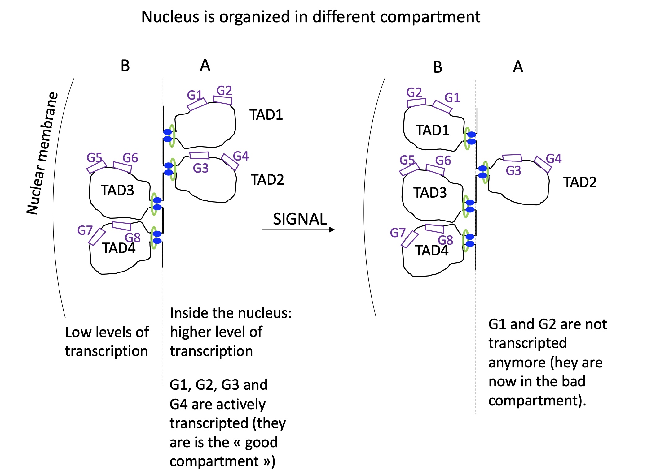 <p>in the nucleus we have two compartments : A = compact (heterochromatin) and B = less compact and central (euchromatin)</p><p>following a signal TAD domain can change department which will change the expression of genes on TAD </p>