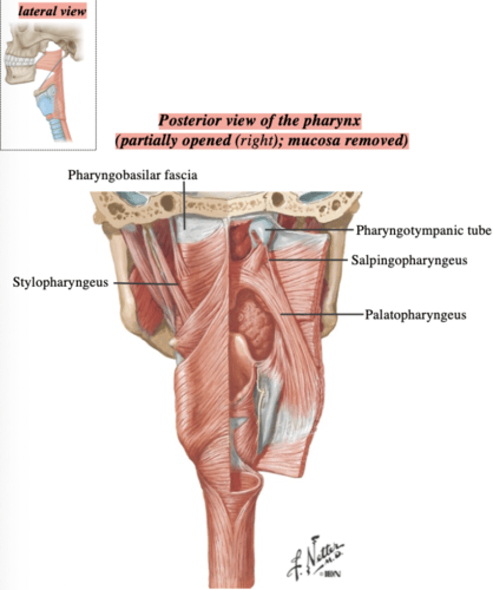 <p>CN-X via pharyngeal plexus</p>
