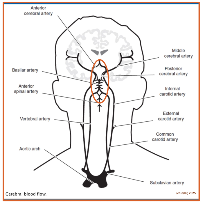 <p><span>Circle of Willis </span>provides blood supply to 3</p><p class="p1">paired cerebral arteries:</p><p class="p1"><span>● 2-Anterior </span>cerebral arteries supply</p><p class="p1">the upper and anterior regions of</p><p class="p1">the frontal lobes and anterior</p><p class="p1">corpus callosum.</p><p class="p1"><span>● 2-Middle</span> cerebral arteries</p><p class="p1">fan-shaped distribution and supply</p><p class="p1">most of lateral surfaces of the brain</p><p class="p1">hemispheres, plus thalamus and</p><p class="p1">basal ganglia.</p><p class="p1"><span>● 2-Posterior </span>cerebral arteries supply</p><p class="p1">blood to the occipital lobes and</p><p class="p1">lower parts of the temporal lobes.</p>