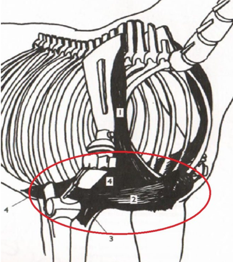 <p>What is this muscle? What is it’s purpose? Where does it originate and insert? (Group Of Muscles)</p>