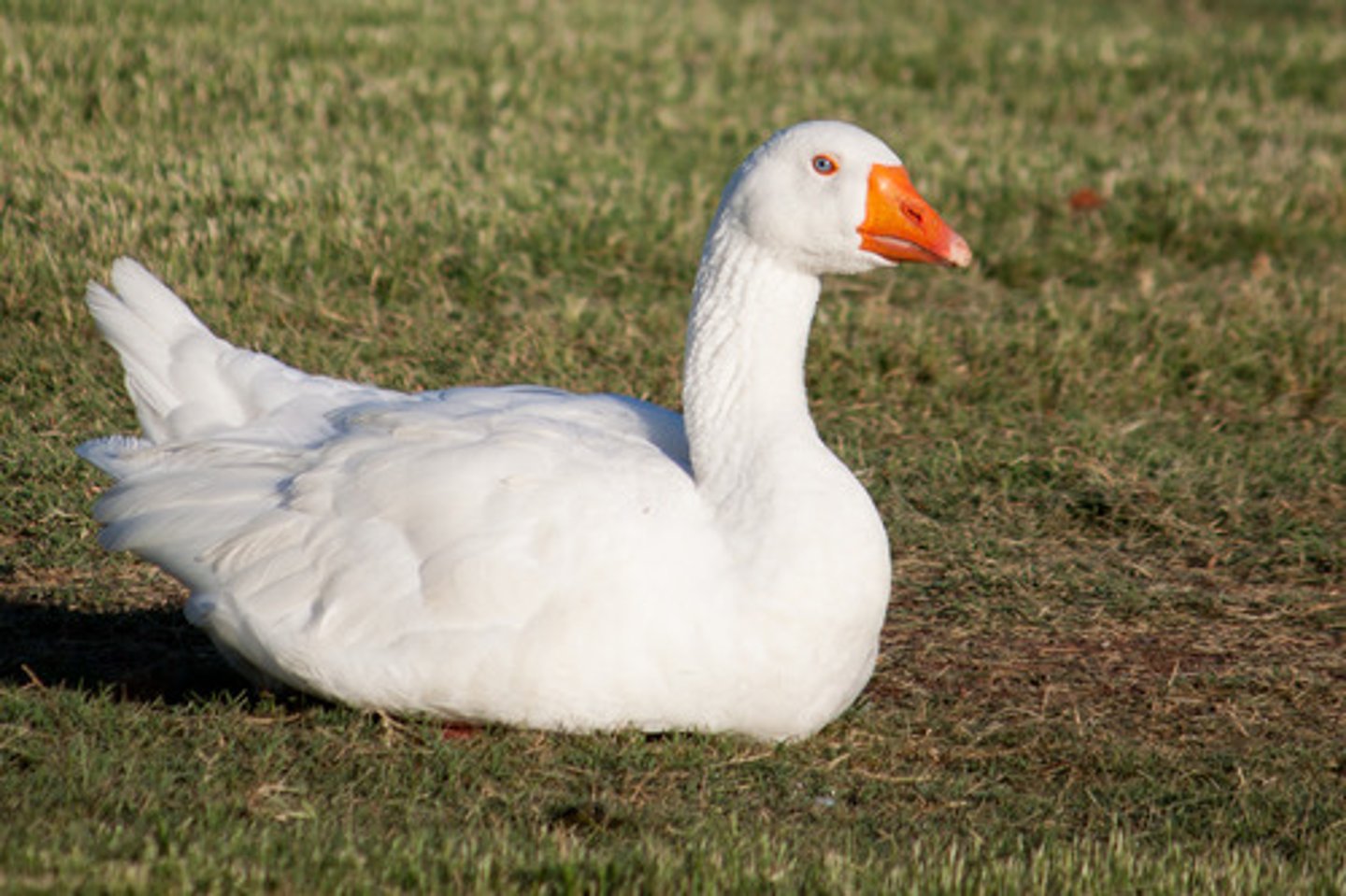 <p>goose</p>