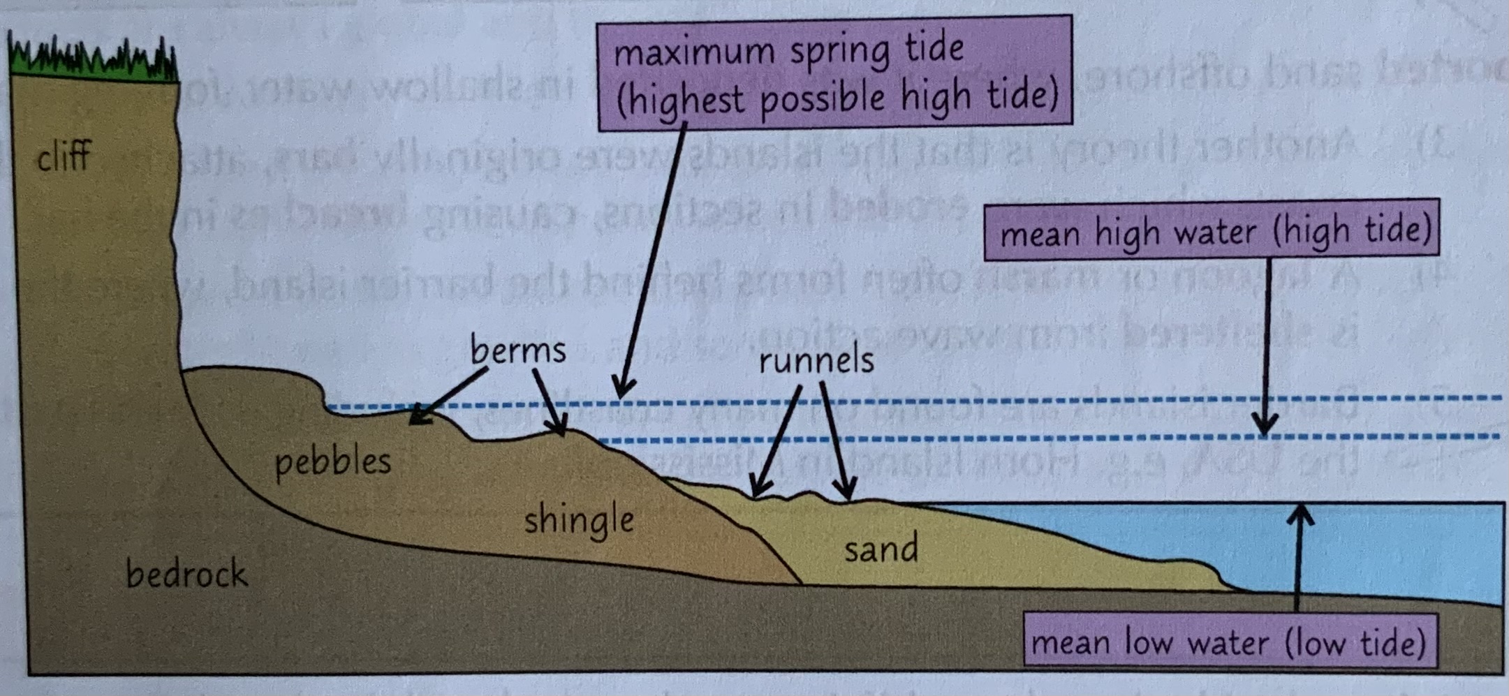 <ul><li><p>Beaches form when constructive waves deposit sediment on the shore</p></li><li><p>Shingle beaches are steep and narrow. made up of larger particles, which pile up at steep angles</p></li><li><p>Sand beaches, formed from smaller particles, are wide and flat</p></li><li><p>Beaches have distinctive features</p></li><li><p><u>Berms:</u> ridges of sand and pebbles found at high tide marks</p></li><li><p><u>Runnels:</u> grooves in the sand running parallel to the shore, formed by backwash draining to the sea</p></li><li><p><u>Cusps:</u> crescent-shaped indentations that form on beaches of mixed sand and</p></li></ul><p></p>