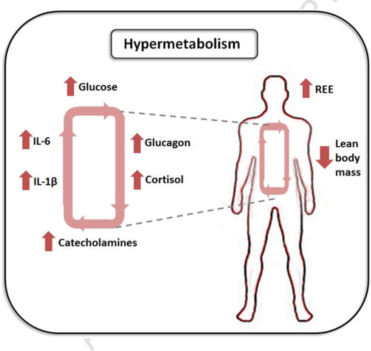 <p>- due to increased temperatures within the body, increasing resources needed to supply conditions</p><p>- results in depleted resources</p>