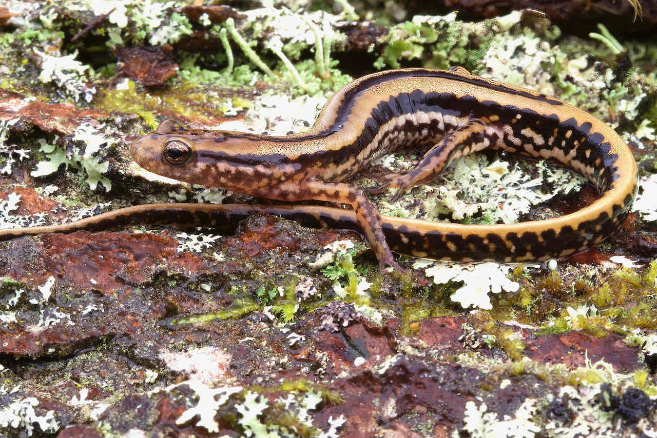 <p>A long, slender species (4.0 to 7.0 inches in length) having a&nbsp;yellowish to orangish dorsum with a black stripe along the spine and a black stripe along either side of the body.&nbsp;</p><p style="text-align: start">The tail is very long and the sides of the tail have vertical, black, parallel bars appearing as a wavy stripe. The belly is a mixture of greenish-gray and yellow.</p>