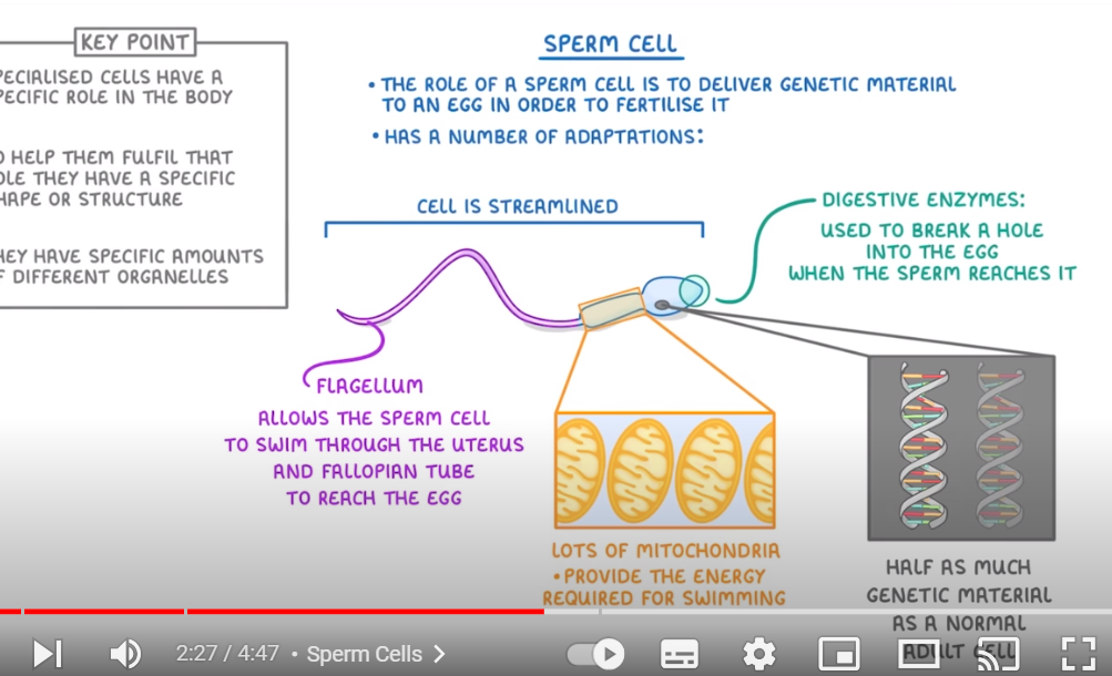 <p>Role: to deliver genetic material to an egg to fertilise it. It has a streamlined body shape- thin and is lightweight. The flagellum helps it travel quickly and easily and in different directions to the egg. Its nucleus only contains half as much genetic material as a normal adult cell(combines). Its front has lots of digestive ensymes that are used to break a hole into the egg when the sperm reaches it. It has many Mitochondria to get the energy required when swimming.</p>