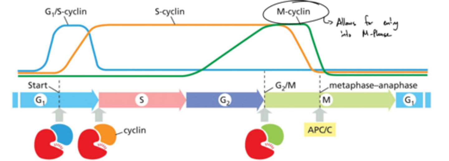 <p>What are the 3 major classes of cyclins-Cdk complexes? What events do they regulate?</p>