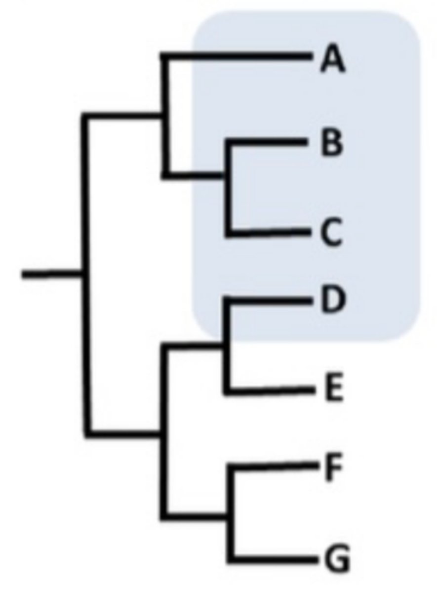 <p>Distantly related species and it does NOT include the most recent common ancestor</p>