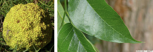 <p>Family<br>Genus<br>Species<br>Common Name</p>