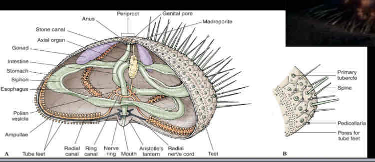 <p>Sea urchin anatomy: internal</p><p>Identify the following</p><ul><li><p>aristotles lantern</p></li><li><p>Digestive system</p></li><li><p>Gonad</p></li></ul>