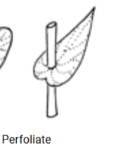 <p>Perfoliate</p>