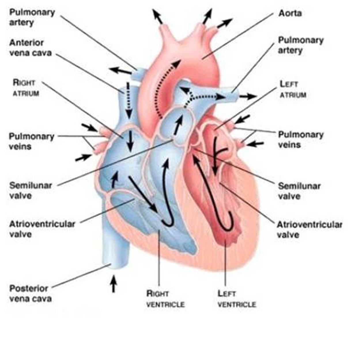 <p>Right Atrium --&gt; AV valve --&gt; Right Ventricle --&gt; semi lunar valves --&gt; pulmonary artery --&gt; lungs --&gt; pulmonary vein --&gt; Left Atrium --&gt; AV valve --&gt; Left Ventricle --&gt; semi lunar valves --&gt; Aorta ====== ALL AROUND THE BODY and back again</p>