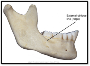 <p>Ridge: linear prominence or projection of the bone; might also be called a “line”. </p>