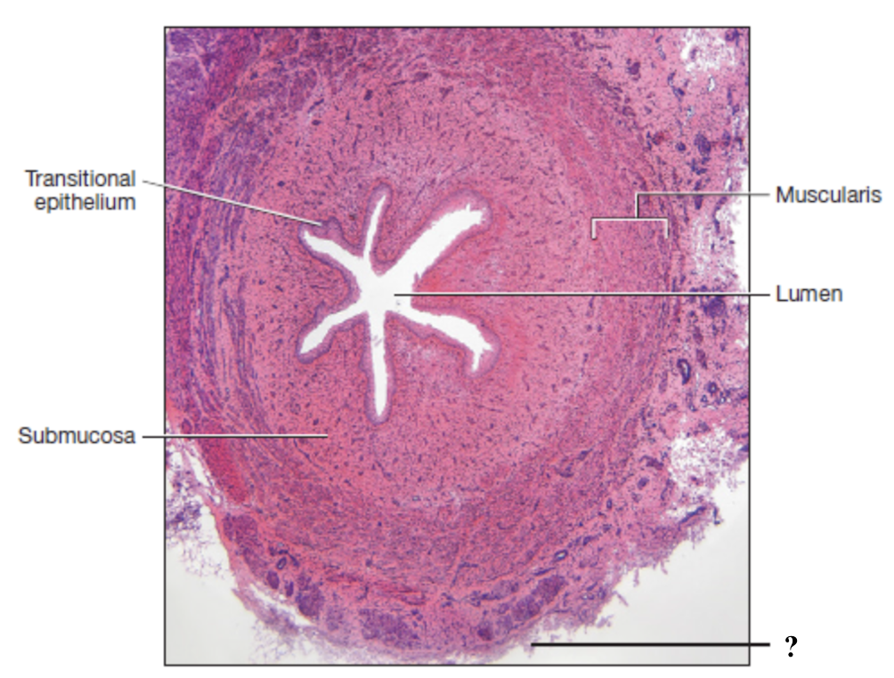<p>outermost layer composed of dense irregular collagenous connective tissue </p><ul><li><p>anchors the ureters and bladder in place </p></li></ul><p></p>