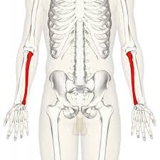 <p>medial forearm bone - forms main elbow hinge</p>