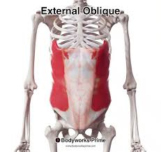 <p>origin: from ribs 5-12</p><p>insertion: the iliac crest and pubic tubercle</p>