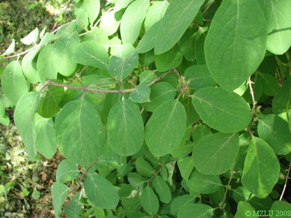 <p><span>zimolez obecný&nbsp;&nbsp;&nbsp;</span></p>