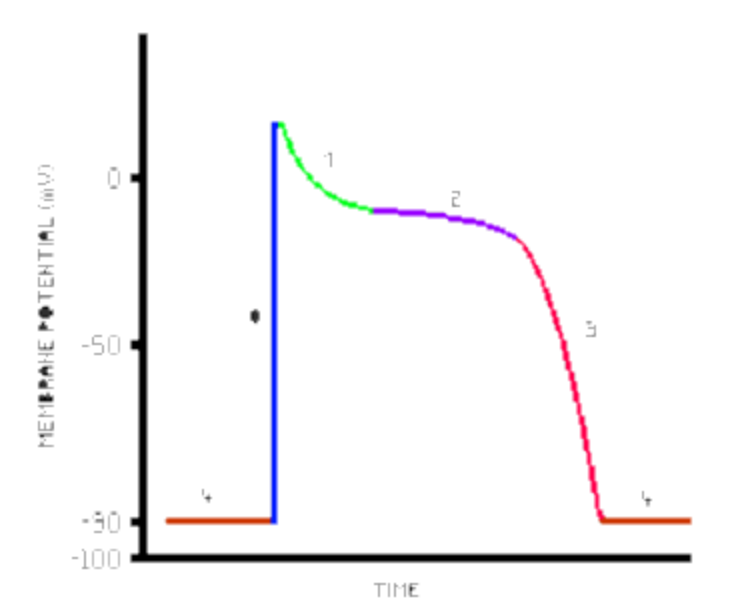 <p>What is Pink line</p>