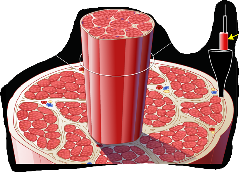 What is the Cylinder structure?