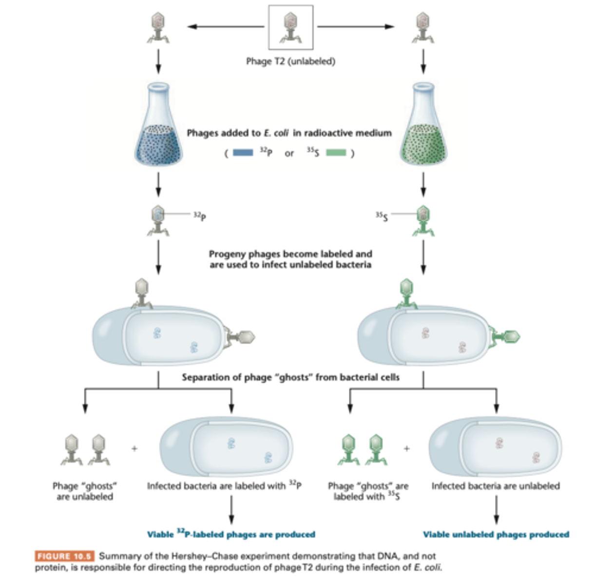 <p>- new some molecular component of the phage - DNA or protein- entered bacterial cell for viral reproduction.. which one?</p><p>-used ratioisotopes ^32P and 35^S to follow the molecular components of phages during infection</p><p>--- DNA contains phosphorus not sulfur = 32P label DNA; proteins have sulfur not phosphorus= ^35S labels protein.</p><p>-grown in presence of 32P or 35S, then they'll have either radioactive labeled DNA core or radioactive protein coat, respectively.</p><p>- centrifugation separates the higher phage particles from heavier bacterial cells</p><p>-almost all 32P-labeled DNA had been transferred into bacterial cell following adsorption and 35S stayed outside. then they were lysed and progeny contained only 32P</p>