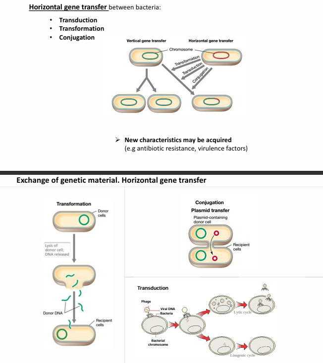<p>3 maneras distintas:</p><ul><li><p>Conjugación</p><ul><li><p>Se pasan los plásmidos</p></li></ul></li><li><p>Transformación</p><ul><li><p>Incorporarlos en sus cromosomas</p></li><li><p>Si una célula bacteriana muere y se lisa, deja sus ácidos nucleicos allí que pueden ser incorporados por otras células bacterianas, formando nuevas construcciones de genes.</p></li></ul></li><li><p>Transducción</p><ul><li><p>mediante bacteriófagos (los virus de las bacterias) ya que a través de ellos pueden vehiculizar ácidos nucleicos también.</p></li><li><p>Con esto se pueden adquirir nuevas características, como resistencia a antibióticos y factores de virulencia</p></li></ul></li></ul><p></p>