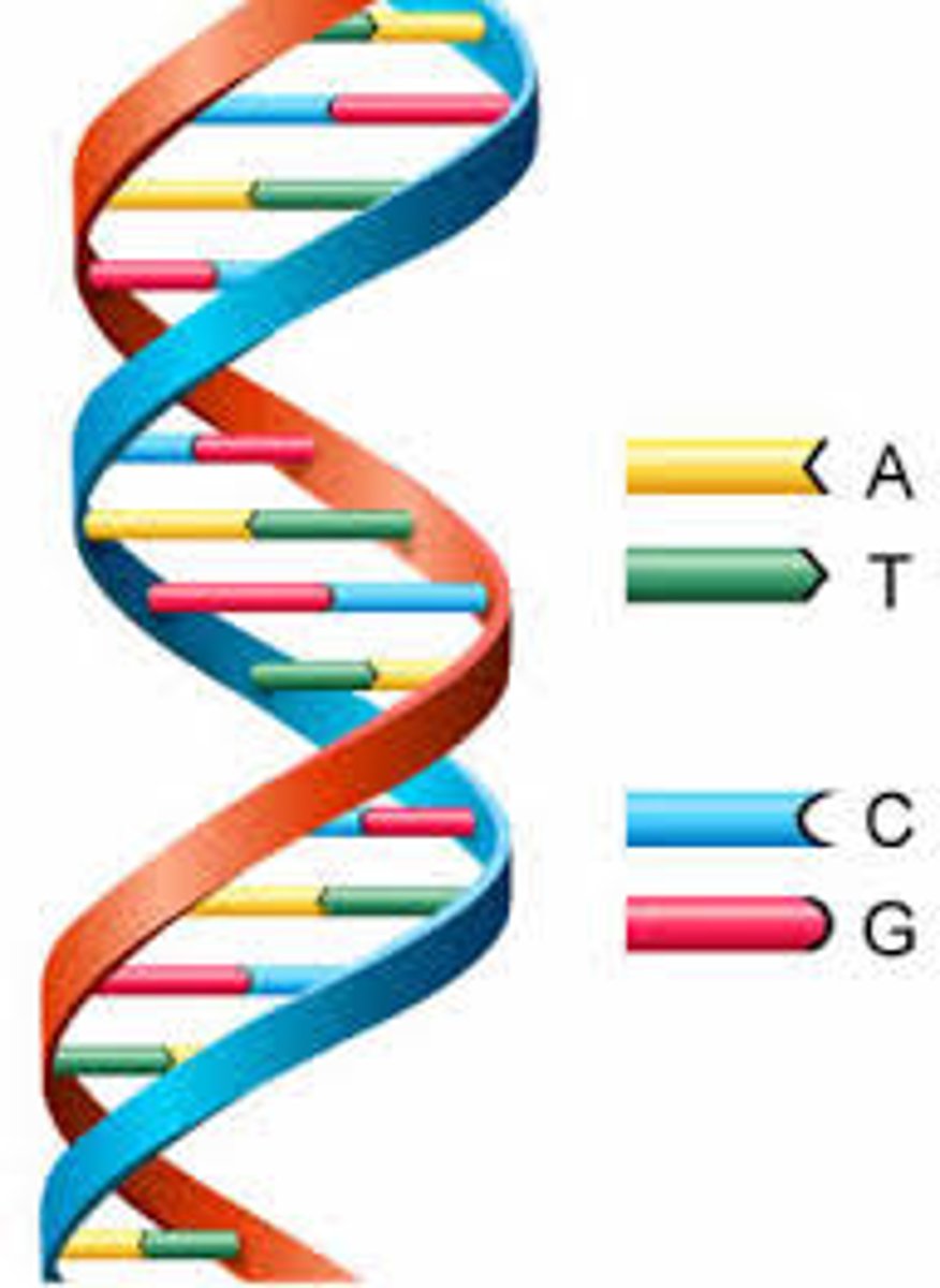 <p>Stores genetic information (DNA, RNA)</p>