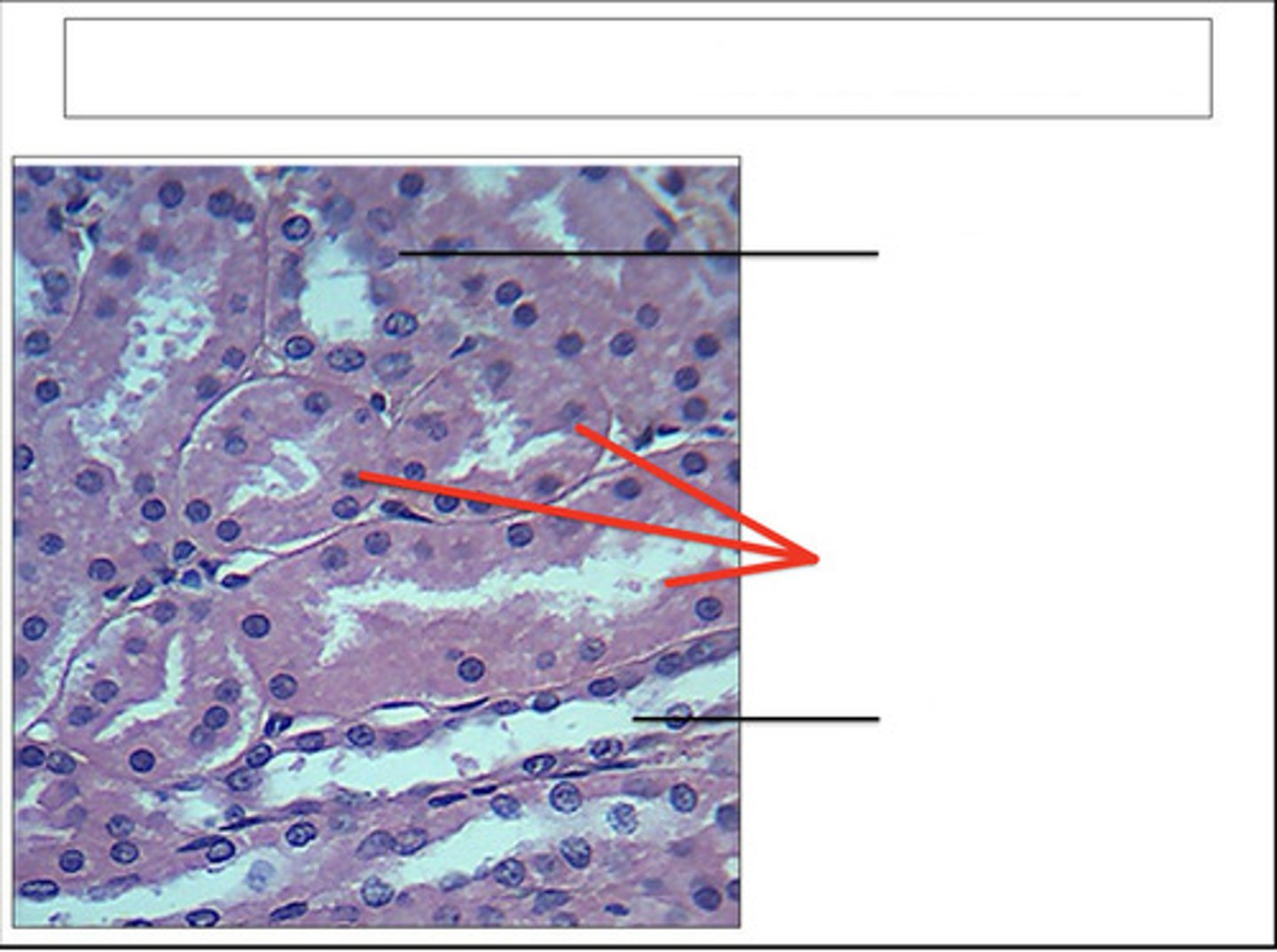 <p>identify this structure and organ</p>