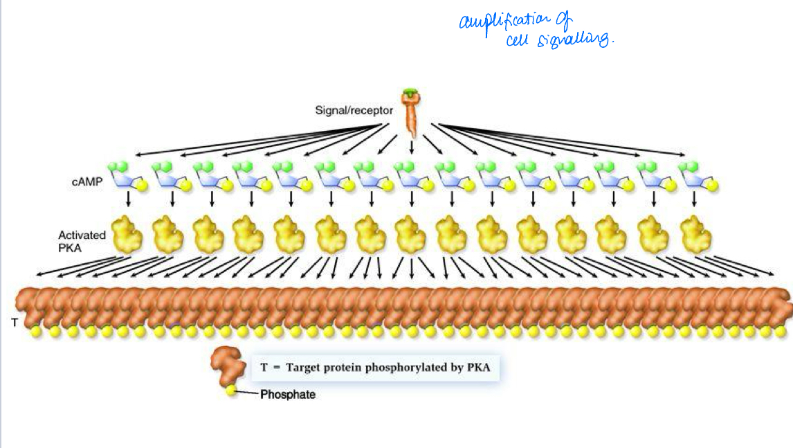 <p>One small signal can produce a large effect </p>