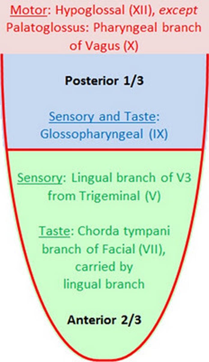 <p>The anterior 2/3 of tongue's taste sensation is served by the facial nerve (VII CN), not by the glossopharyngeal nerve.</p><p>Taste (special sensory): CN VII, facial nerve</p><p>General sensory: CN V, trigeminal nerve</p>