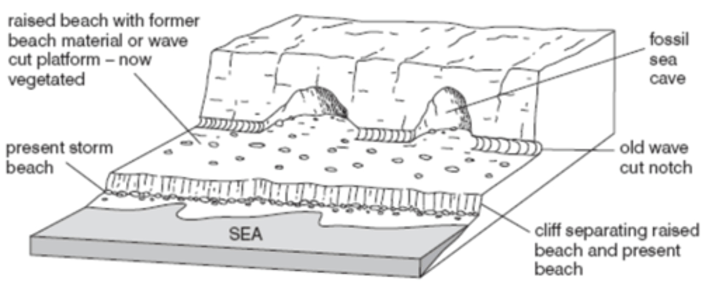 <ul><li><p>Raised beaches are above high tide, flat + covered by sand/pebbles and experience succession</p></li><li><p>Marine platforms are areas which had former wave-cut platforms and their beaches generally they have relict arches, caves etc around them. They usually have 3 levels at 8, 15, 30m. </p></li><li><p>pebbles have been rounded already by wave action and fossilised remains of sea creatures</p></li><li><p>eg: West of Isle of Arran, Scotland</p></li></ul><p></p>