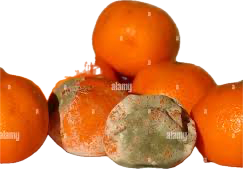 <p><u>the process when food deteriorates, losing its freshness and becoming unsuitable for consumption. </u></p><ul><li><p></p></li></ul><p></p>