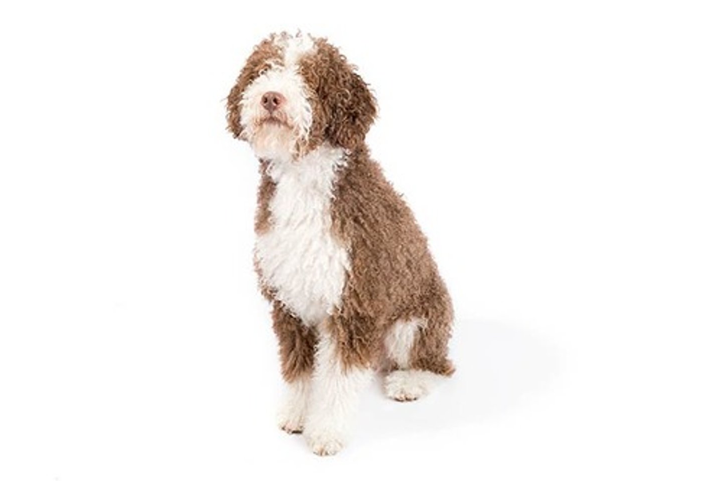 <p>Playful but also Work-Oriented. Very Active and Upbeat.</p><p>AKC Breed Popularity: Ranks 162 of 194</p><p>Height: 17.5-19.75 inches (male), 15.75-18 inches (female)</p><p>Weight: 40-49 pounds (male), 31-40 pounds (female)</p><p>Life Expectancy: 12-14 years</p><p>Group: Herding Group</p>