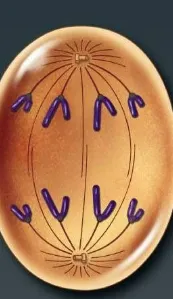 <p>the final phase of mitosis, where the mitotic spindle disassembles and the chromosomes decondense and the nuclei form (rRNA genes can be accessed)&nbsp;</p><ul><li><p>happens in the metaphase plate </p></li><li><p>cells continue to elongate&nbsp;</p></li><li><p>daughter chromosomes are at the poles&nbsp;</p></li><li><p>vesicles start to fuse together and the nuclear envelope redevelops around the chromosomes&nbsp;</p></li><li><p>2 daughter cells at the end&nbsp;</p></li></ul><p></p>