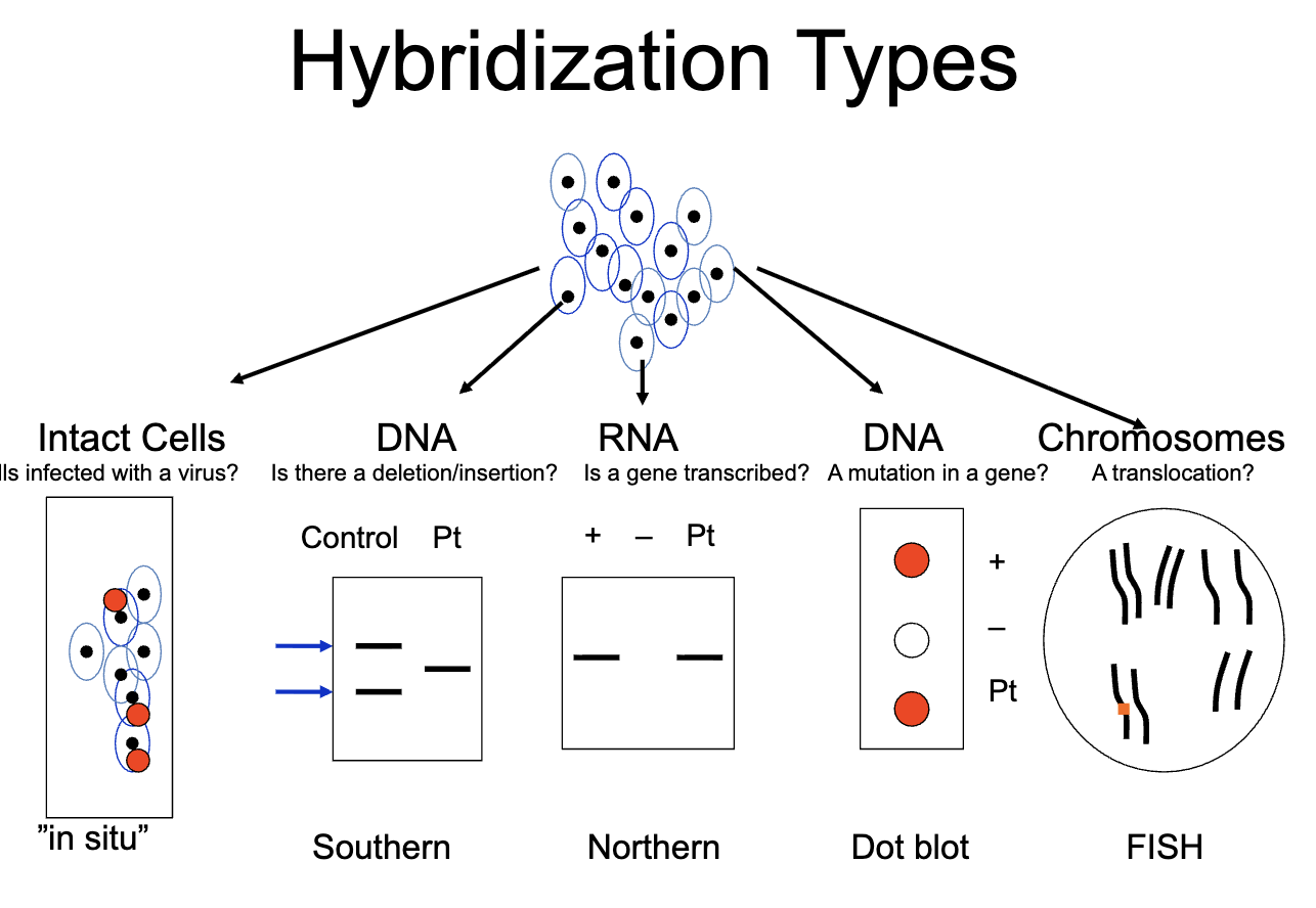 <ul><li><p>southern blot</p></li><li><p>northern blot</p></li><li><p>“in situ” hybridization</p></li><li><p>fluorescent “in situ” hybridization. FISH</p></li><li><p>Dot blot/ reverse dot blot/ slot blot</p></li><li><p>microarrays</p></li><li><p>solution hybridization</p></li></ul><p></p>