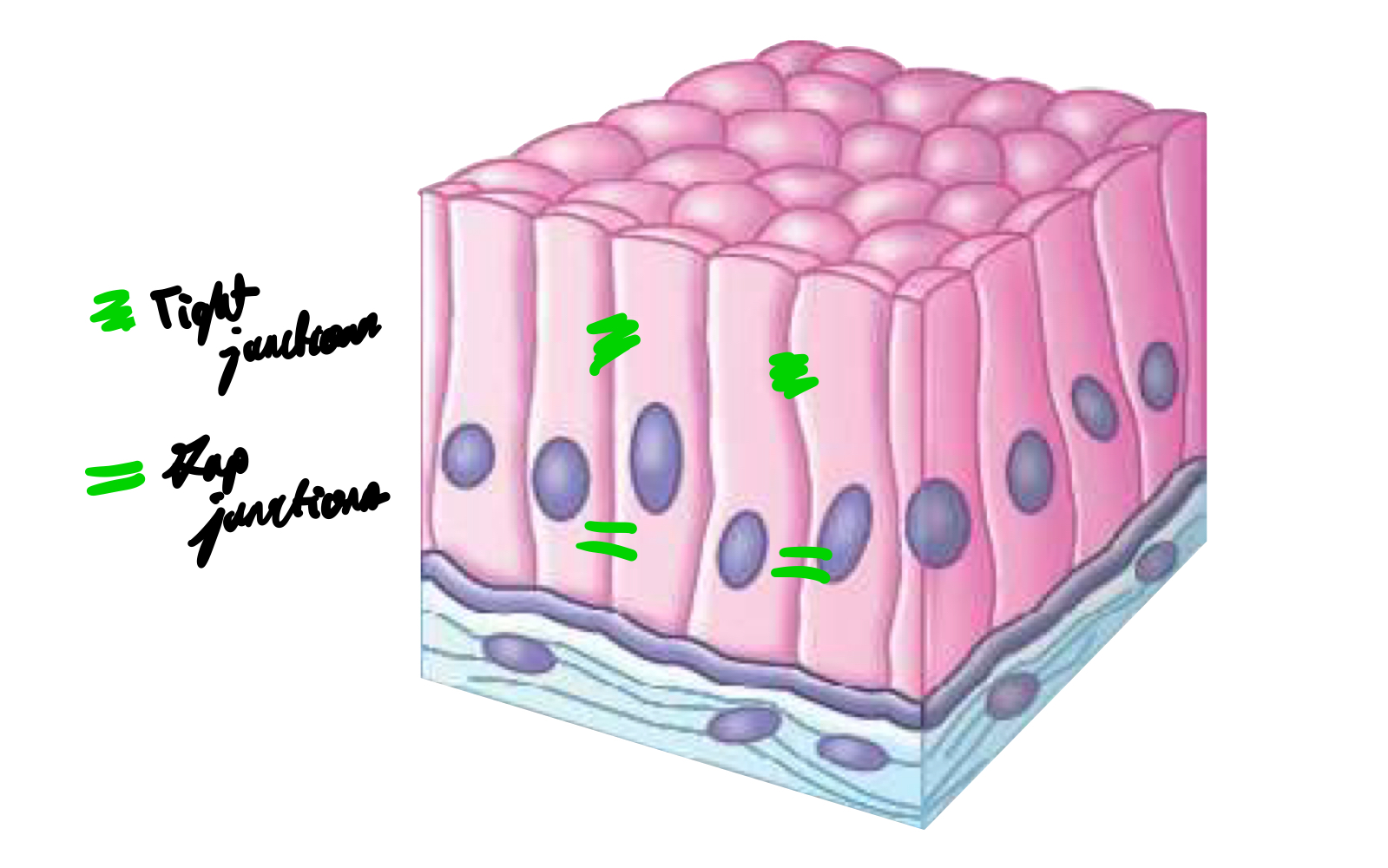 <ul><li><p>Gap junctions, which are permeable structures made of protein that allow direct communication and passage of small molecules between adjacent cells.</p></li><li><p>Tight junctions, which are impermeable structures made of protein forming a barrier between adjacent cells, preventing passage of molecules to maintain tissue integrity.</p></li></ul>