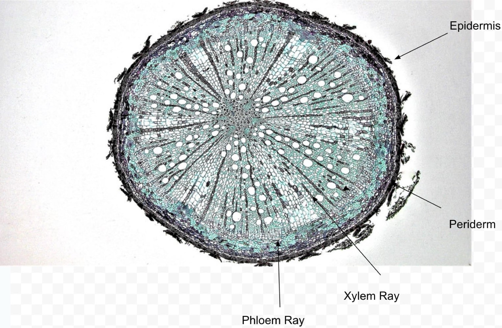 <p>identify the specimen</p>
