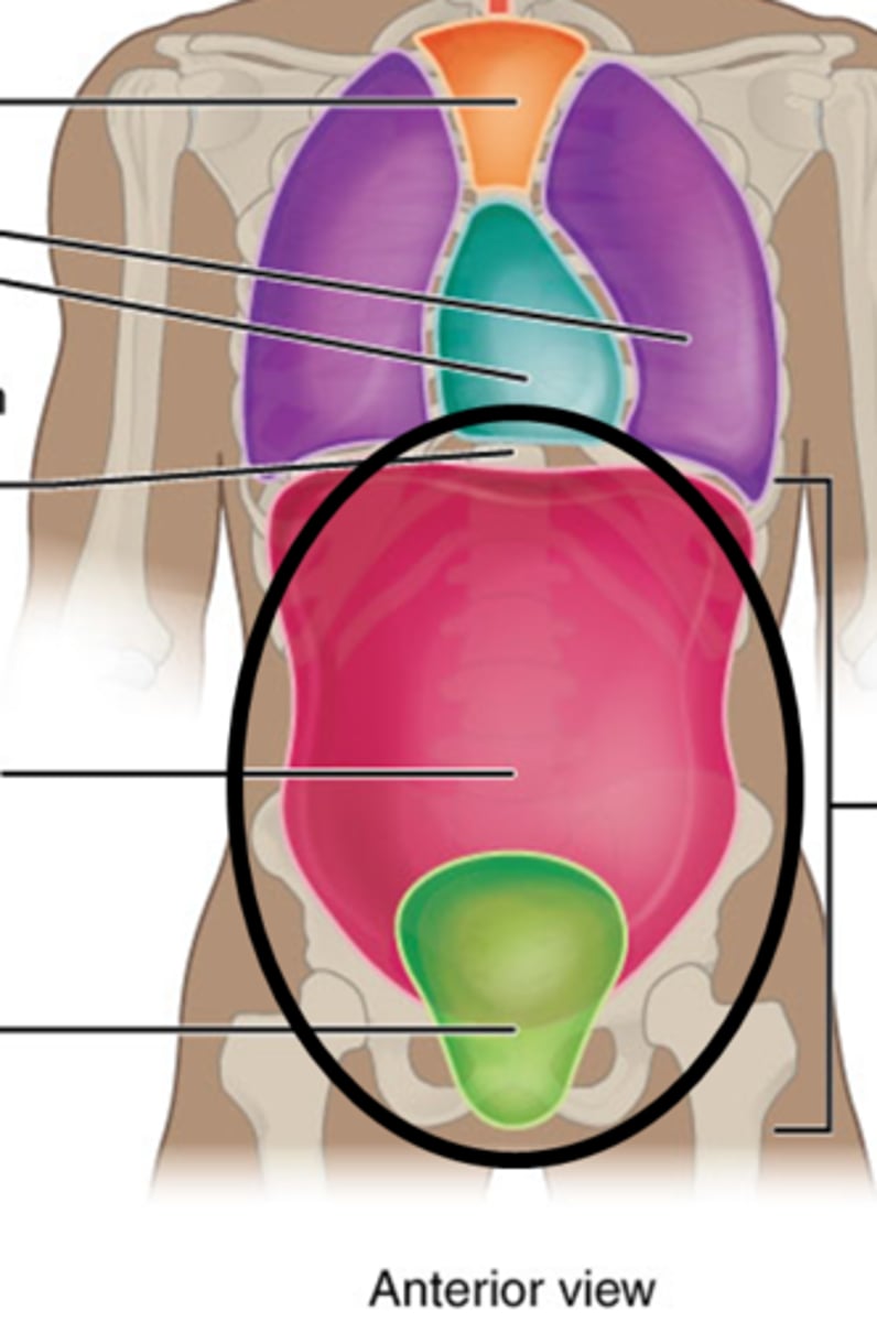 knowt flashcard image