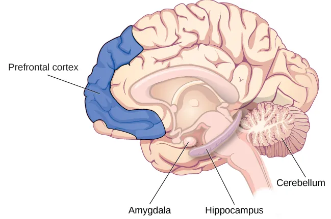 <ul><li><p>Associated with declarative and episodic memory as well as recognition memory</p></li><li><p><span>Project information to cortical regions that give memories meaning and connect them with other memories</span></p></li><li><p><span>lays a part in memory consolidation: the process of transferring new learning into long-term memory.</span></p></li></ul><p></p>