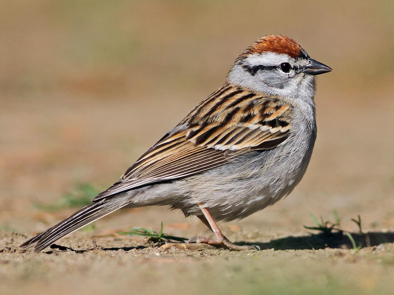 <p>Gray-breasted sparrow with bright rufous cap, black eye-line, white eyebrow.</p>