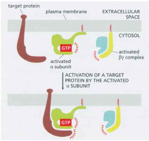 <p>can interact with and regulate activity of membrane-bound target proteins</p><p>target proteins are often enzymes</p>