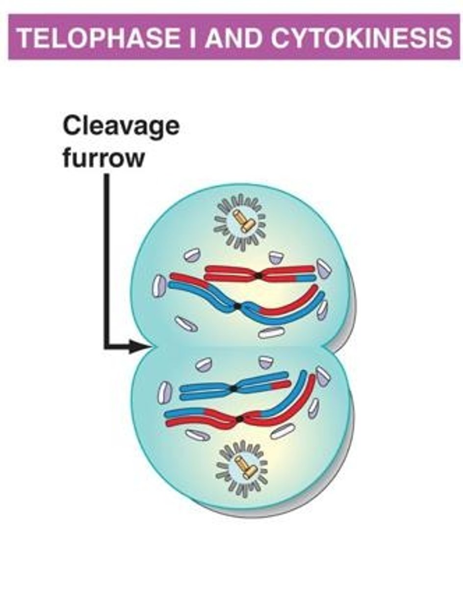 <p>During Telophase I, the nuclear envelope reforms, the spindle apparatus dissolves, and the chromosomes unwind, resulting in two haploid daughter cells.</p>