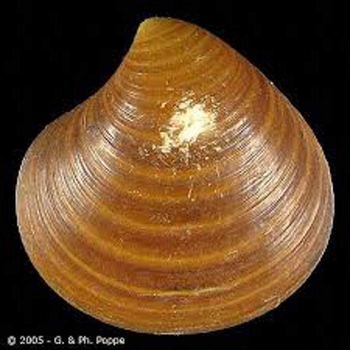 <p>Bivalve mollusk genus</p>