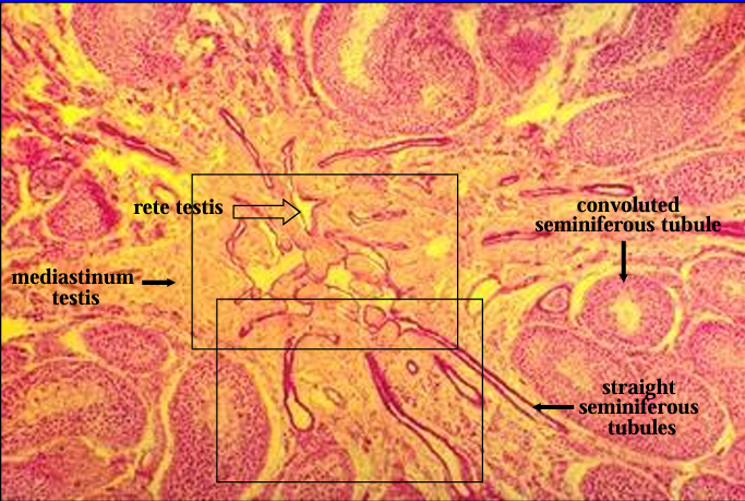 <p>Cross section of feline testis showing the mediastinum testis. </p><p>Within the mediastinum, the straight seminiferous tubules can be seen connecting with the rete testis.</p>
