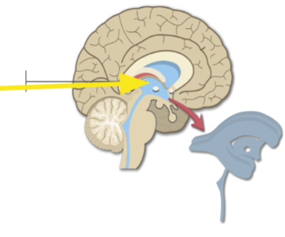 <p>Aligned on the fold above the thalamus</p>