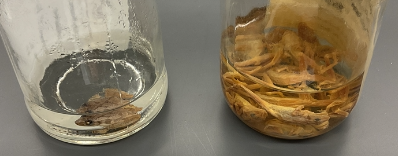 <p>Pseudacris crucifer</p><p>Spring peeper</p><p>Not assessed</p><p>Family Hylidae</p><p>Very small</p><p>Tree Frog</p><p>Loud call despite its size</p><p>X on back --&gt; crucifer</p>