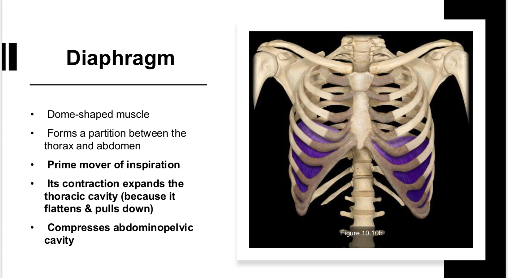 <p>Diaphragm</p>