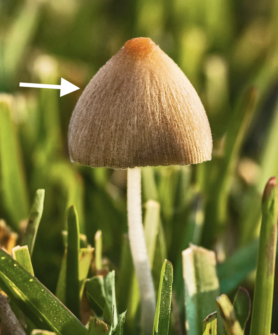 <p>What is the arrow pointing to?</p>