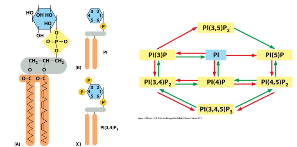 <p><strong>Definition:</strong> </p><p>are membrane lipids whose inositol head groups can be phosphorylated at multiple positions, generating distinct PIP species that regulate membrane identity and trafficking.</p><p> <span data-name="small_blue_diamond" data-type="emoji">🔹</span> Key Concepts </p><ol><li><p><strong>Phosphorylation Sites</strong></p><ul><li><p>Inositol ring can be phosphorylated at the <strong>3′, 4′, and 5′ positions</strong></p></li><li><p>Generates species like PI(3)P, PI(4,5)P₂, etc.</p></li></ul></li><li><p><strong>Enzyme Control</strong></p><ul><li><p><strong>Kinases and phosphatases</strong> control PIP distribution</p></li><li><p>Their localization determines which PIPs are present in each membrane domain</p></li></ul></li><li><p><strong>Membrane Domain Identity</strong></p><ul><li><p>Specific PIPs define <strong>specialized membrane compartments</strong> (e.g., PI(3)P at early endosomes)</p></li></ul></li><li><p><strong>Vesicle Trafficking Roles</strong></p><ul><li><p>PIPs recruit trafficking proteins via <strong>specific binding to phosphorylated head groups</strong></p></li><li><p>Regulate steps like budding, tethering, and fusion</p></li></ul></li><li><p><strong>Local Regulation</strong></p><ul><li><p>Tight spatial control of PIP-modifying enzymes ensures precise trafficking and signaling</p></li></ul></li></ol><p><br></p>