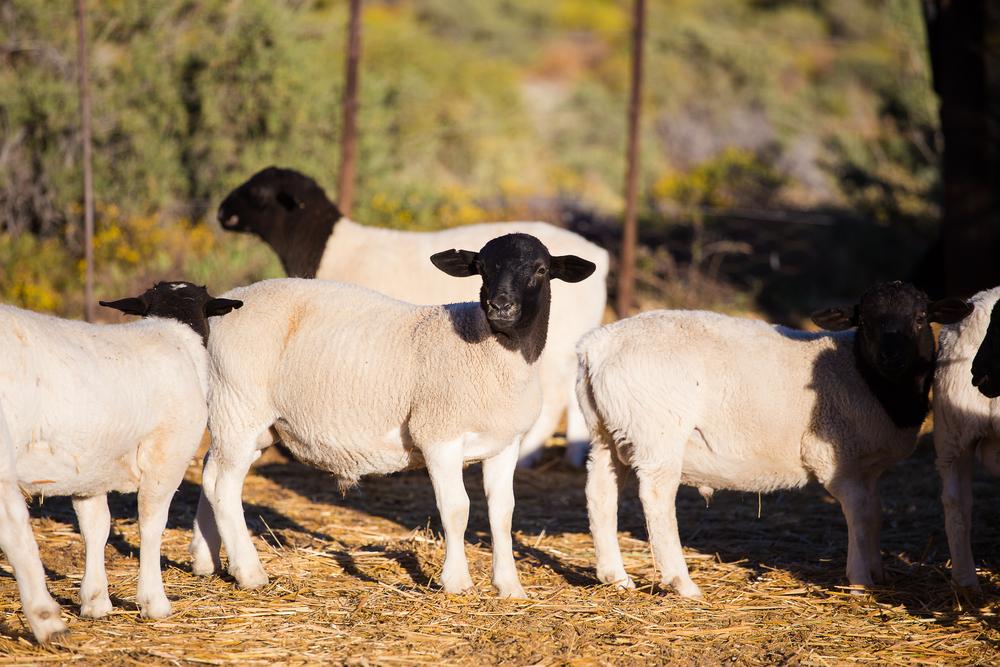 do not require shearing, can adapt to range of climates and have thick skin, South African meat sheep 